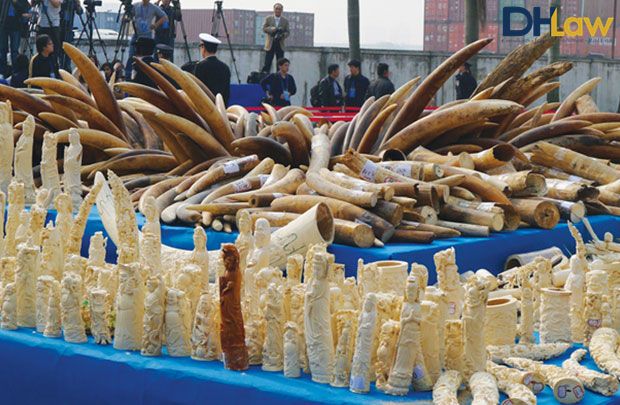 Mua bán trái phép ngà voi bị phạt đến 360 triệu đồng